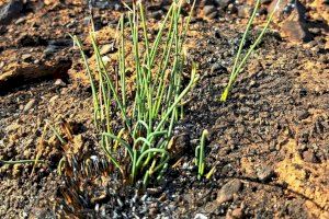 Brotes verdes en el interior de Castellón: la vida se abre paso tras el incendio