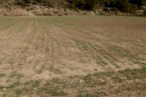 AVA-ASAJA pide “pasar del diagnóstico a la acción” ante la grave sequía que afecta al campo valenciano