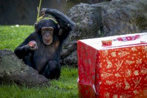 La familia de chimpancés de BIOPARC Valencia está de celebración: Djibril cumple 4 años