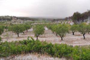 La Unió cifra en 200.000 euros los daños causados por el pedrisco del pasado viernes en Requena-Utiel