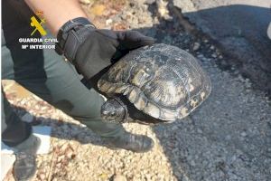 Localizan en Alicante a un anciano que se desorientó cuando iba a soltar a su tortuga en un río