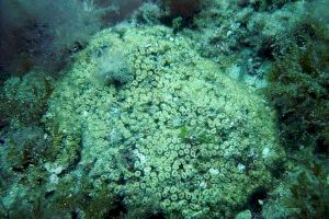 La Reserva de la Biosfera a Menorca alberga milers de colònies del coral amenaçat ‘Cladocora caespitosa’