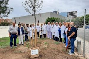 El Hospital Dr. Balmis, ALCER Alicante y AETHCV celebran el Día Nacional del Donante de Órganos y Tejidos con un homenaje a los donantes