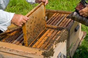 La Unió denuncia los bajos precios de la miel por el aumento de las importaciones de terceros países