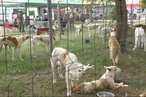 Más de 3.000 visitantes confirman el éxito de participación en la VI Feria de la Caza de Sant Jordi