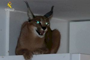 Així és el caracal, una espècie de linx, que els agents van trobar durant un registre a la Pobla de Farnals