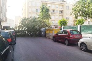 Cau un arbre en una guarderia de Borriana