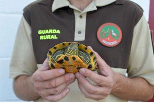 La campaña de seguimiento y control de tortugas en el Paisaje Protegido de la Desembocadura del río Mijares continúa a buen ritmo