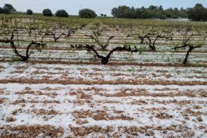 La pedra acaba amb centenars d'hectàrees de vinyes a Requena i Utiel