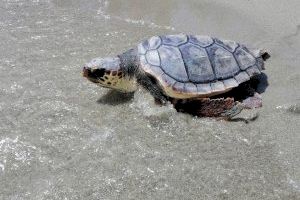 Conservación tortuga boba en el sur de Alicante