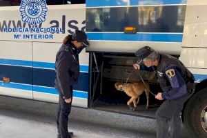 L'olfacte més afinat d'Alacant frena el viatge a una turista amb droga