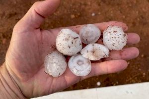 Activen la preemergència pel risc de ‘pedra gran’ en la Comunitat Valenciana