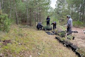 El projecte LIFE Teixeres arriba a Vistabella