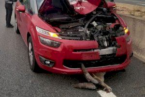 Muere aplastada por un coche una cabra montesa en un accidente en Alberic