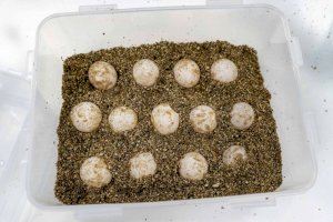 Una tortuga marina vuelve a elegir Dénia para desovar 85 huevos