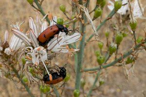 Prop de 300.000 espècies d’insectes podrien estar afectades per algun grau d’amenaça d’extinció