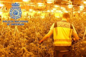 Dos detenidos por el cultivo de una plantación de marihuana indoor con 1200 plantas en Vilamarxant