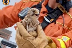 Rescatan un ejemplar de cernícalo atrapado en la malla de protección de un palacio de Quartell