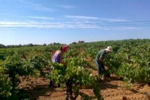 La Unió Llauradora gestionará temporeros para la próxima vendimia