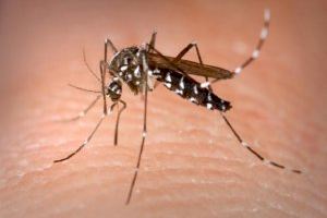 Mosquito tigre: consejos para evitar su aparición y las picaduras este verano