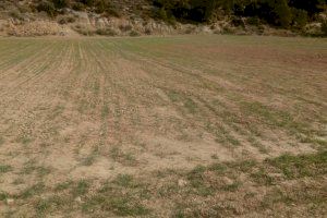 Els agricultors valencians lamenten la pitjor campanya de cereals en 20 anys en la Comunitat