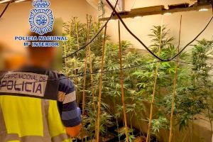 Un detenido en Alzira tras desmantelar un cultivo de marihuana tipo indoor