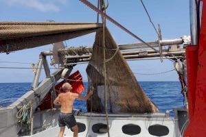 Pescadors de Xàbia alliberen un enorme exemplar de tauró després de quedar atrapat en les seues xarxes