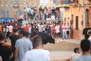 Borriana presenta els bous de l’Axiamo i els actes taurins de la Misericòrdia