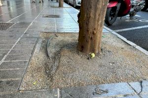 Torrent repara los alcorques de los árboles de la Avenida del Vedat y San Valeriano