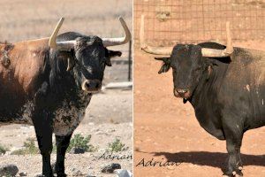 Fira 2023: Onda presenta els bous d'Isabel Flores i Ordi Gago