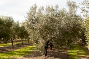 LA UNIÓ informa que enguany s'ha demanat un 7,3% menys de sol·licituds de la PAC en la Comunitat Valenciana