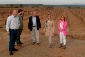 Aguirre visita los viñedos afectados por la fuerte tormenta del domingo en la comarca de Utiel-Requena