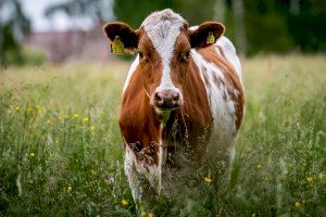 Alerta ante los primeros casos del ‘covid de las vacas’ en Valencia y Castellón