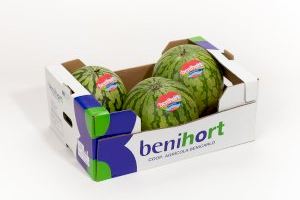 Benihort reduce casi a la mitad su producción de sandía por el clima