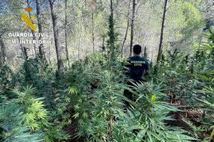 Troben un gran cultiu de marihuana a la vora del riu Villahermosa a la província de Castelló