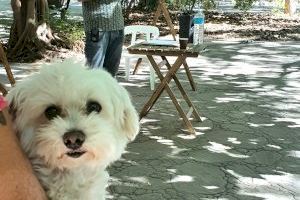 El Ayuntamiento de València organiza una feria en el Jardín del Túria con motivo del día mundial de los animales