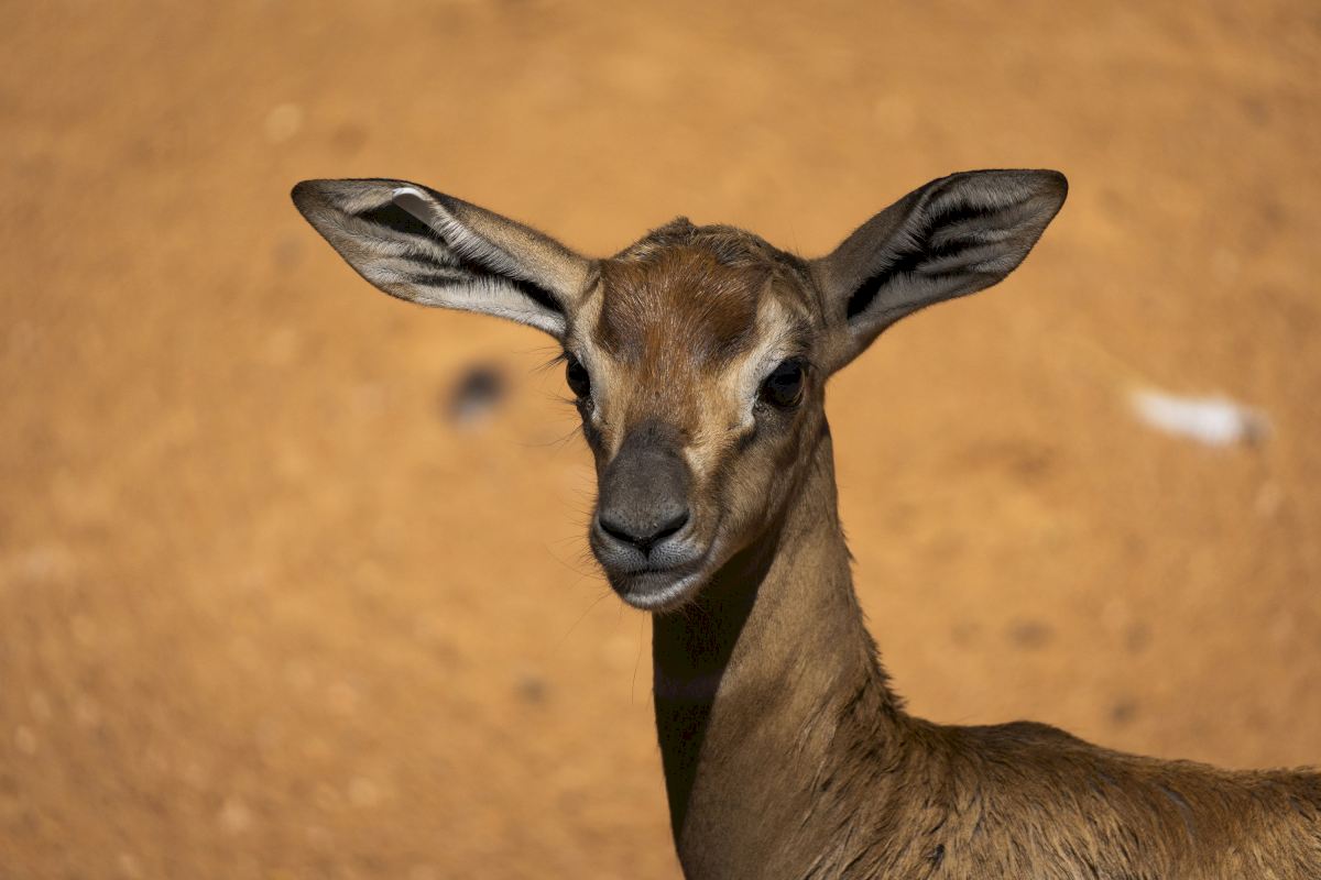 GACELA MHORR BIOPARC VALENCIA Nace En BIOPARC Valencia Una Especie