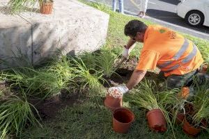 Parcs i Jardins poda i replanta la vegetació de la plaça de l’Ajuntament amb motiu del 9 d’Octubre