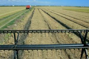 Sense arròs per fer paelles: els agricultors valencians lamenten que la collita de l'arròs bomba es desploma a la meitat per les plagues