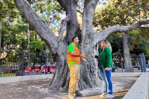 Medio Ambiente realiza trabajos de conservación y mantenimiento en el ficus monumental de la Glorieta Gabriel Miró