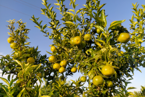 AVA-ASAJA alerta de un nuevo hachazo de Agroseguro al seguro de cítricos