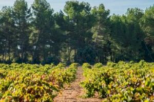 El 78% del viñedo ecológico de la Comunidad Valenciana se ubica en la demarcación geográfica de la DO Utiel-Requena