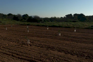 AVA-ASAJA denuncia nuevos robos de plantones de algarrobos en el Camp de Turia