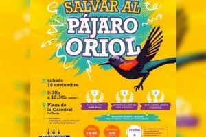 Orihuela organiza la “Yincana salvar al pájaro Oriol” el 18 de noviembre