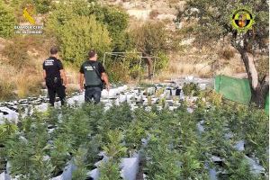 La Guardia Civil y la Policía Local de Relleu desmantelan una plantación de marihuana y detienen a sus responsables