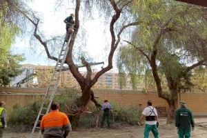 El Ayuntamiento de València tala 18 árboles en el CEIP Pablo Neruda por riesgo de caída