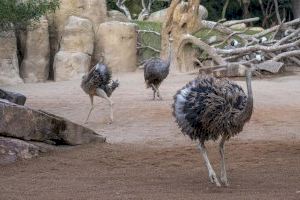 El Bioparc de Valencia recibe una llamativa nueva especie de avestruz en peligro crítico de extinción