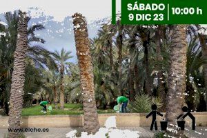 El Ayuntamiento de Elche organiza batidas de limpieza en los huertos de palmeras