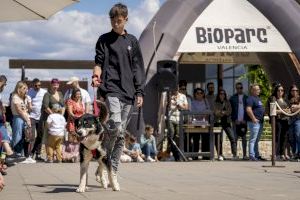 26 gossos abandonats a València busquen una llar per Nadal