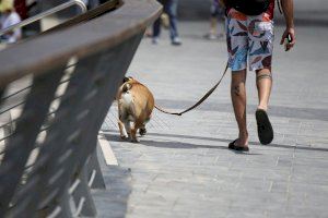 Uno de cada cinco dueños valencianos no tiene asegurado a su perro pese a que la nueva ley obliga a ello